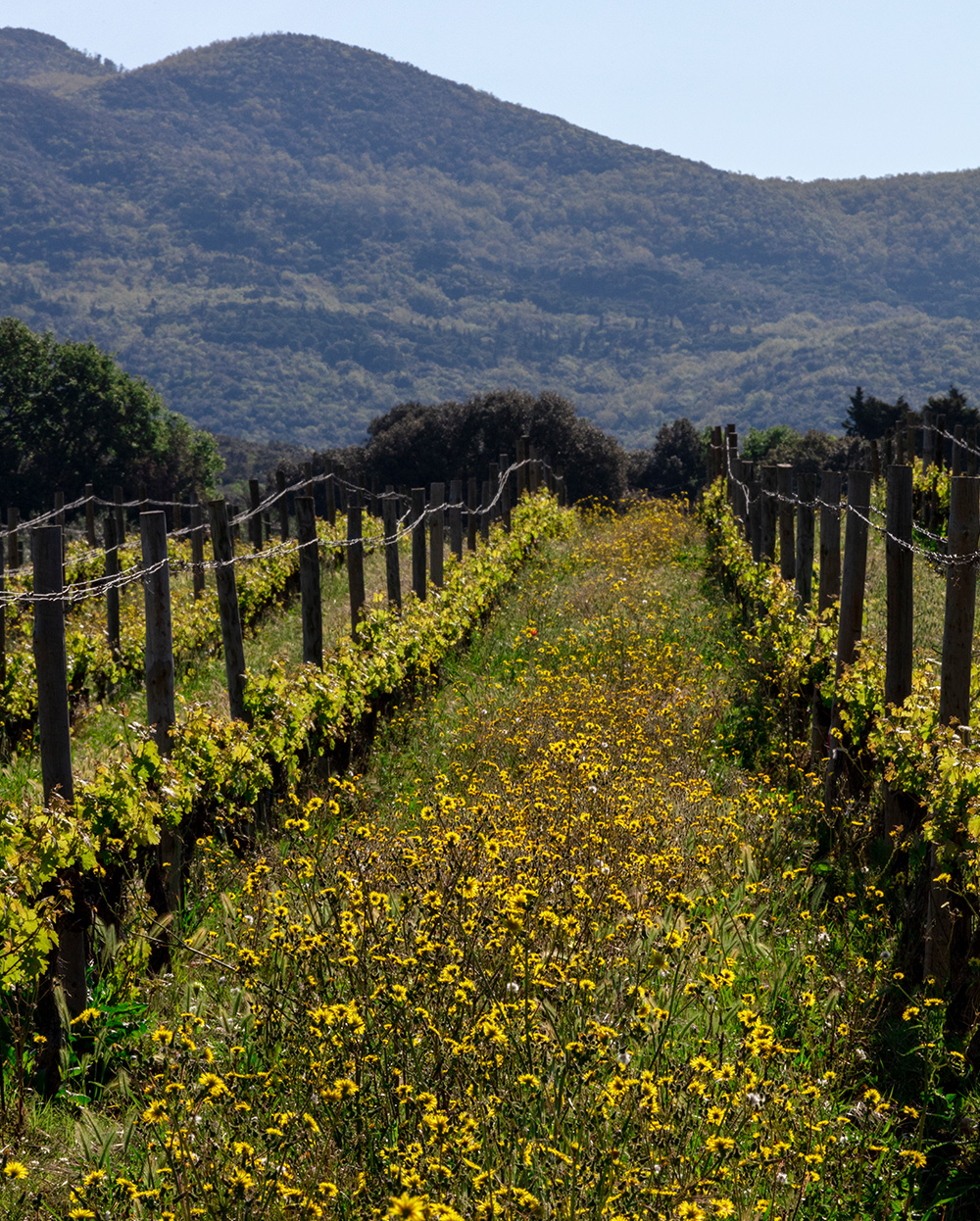 Ornellaia - Bolgheri Tuscany | Ornellaia Ornellaia - Bolgheri Tuscany | Ornellaia