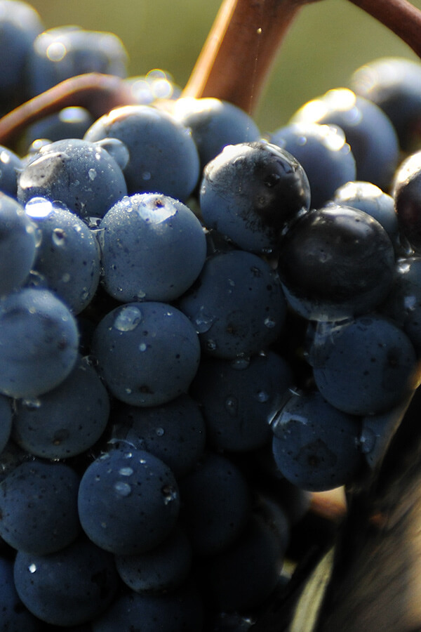 ワイン | Ornellaia