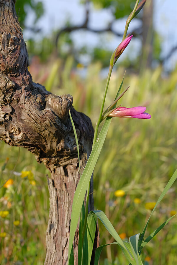 Ornellaia - Bolgheri Tuscany | Ornellaia Ornellaia - Bolgheri Tuscany | Ornellaia